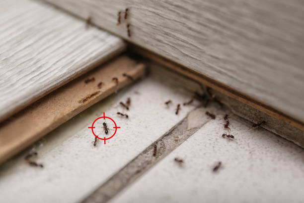 Best Ant Control Services  in Gruver, TX