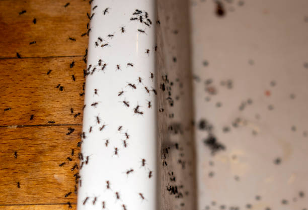 Reliable Gruver, TX Pest Control Solutions